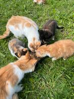 Lieve bonte boerderijkittens, lapjes, rood, calicokat, Dieren en Toebehoren, Katten en Kittens | Overige Katten, Meerdere dieren