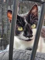 Huis- tuin en keukenkat zoekt nieuwe huisje., Dieren en Toebehoren, Katten en Kittens | Overige Katten, Poes, 6 jaar of ouder