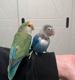 Goed huisje gezocht voor koppel agapornis 💕, Dieren en Toebehoren, Vogels | Parkieten en Papegaaien, Meerdere dieren, Dwergpapegaai of Agapornis