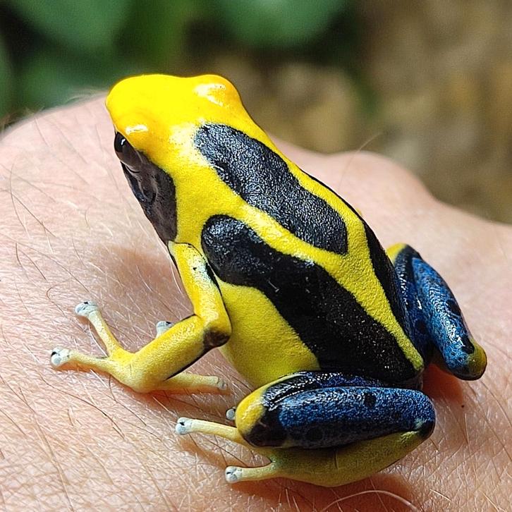 Dendrobates tinctorius 'Regina blauwpoot'
