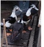 loopeenden, Dieren en Toebehoren, Pluimvee, Meerdere dieren, Eend