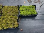 Hebe in diverse soorten potkweek, Ophalen, Volle zon, Groenteplanten, Eenjarig