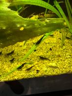 neocaridina garnalen, Kreeft, Krab of Garnaal