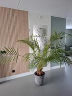 Prachtige Areca palm, kamerplant, Ophalen, Palm, Halfschaduw, 150 tot 200 cm