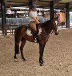 Super lieve en brave E pony ruin, Dieren en Toebehoren, Paarden, Ruin, Minder dan 160 cm, Recreatiepaard, 3 tot 6 jaar