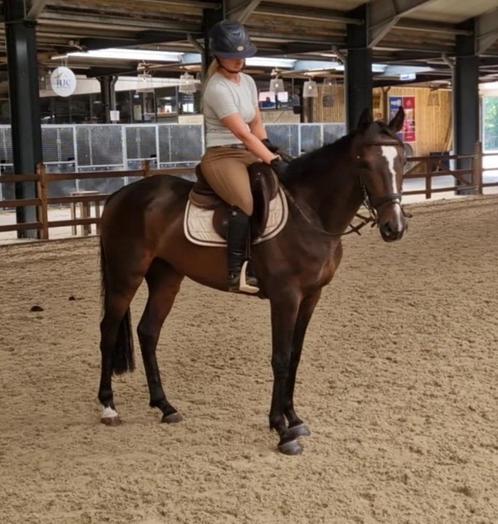 Super lieve en brave E pony ruin, Dieren en Toebehoren, Paarden, Ruin, Minder dan 160 cm, 3 tot 6 jaar, Recreatiepaard