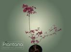 Japanse Esdoorn, Halfschaduw, Overige soorten, Lente, Minder dan 100 cm