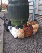 Broedeieren 🥚 Kuikens 🐣 Zijdehoen Zijdehoender groot, Meerdere dieren, Kip