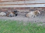2 ouessant ramlammeren, Dieren en Toebehoren, Vrouwelijk, Schaap