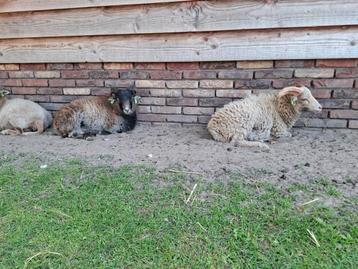 2 ouessant ramlammeren beschikbaar voor biedingen