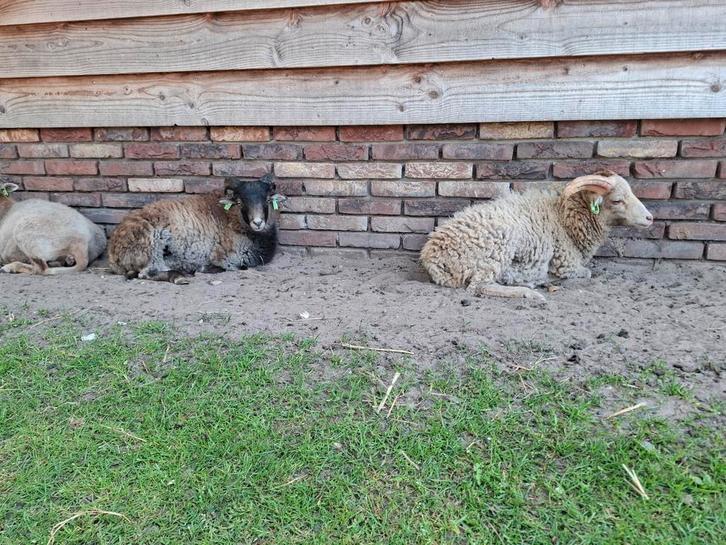 2 ouessant ramlammeren, Dieren en Toebehoren, Schapen, Geiten en Varkens, Schaap, Vrouwelijk