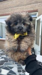 Pomeriaan x Lhasa apso pups, Dieren en Toebehoren, CDV (hondenziekte), 8 tot 15 weken, Meerdere, Meerdere dieren