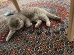 Britse korthaar, Dieren en Toebehoren, Katten en Kittens | Dekkaters, 0 tot 2 jaar