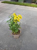 Erysimum 'Yellow Bird' muurbloem steenraket geel bijenplant, Bodembedekkers, Volle zon, Vaste plant, Ophalen of Verzenden