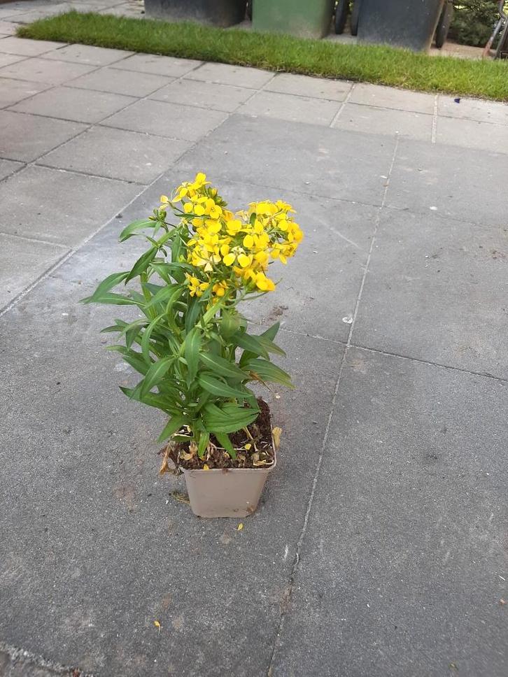 Erysimum 'Yellow Bird' muurbloem steenraket geel bijenplant, Tuin en Terras, Planten | Tuinplanten, Vaste plant, Bodembedekkers