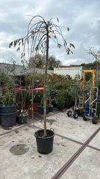 Sierkers hoogstam treur vorm echt potgekweekt nu planten, Tuin en Terras, Planten | Bomen, Treurboom, Lente, 100 tot 250 cm, Ophalen