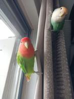 Agapornis rosecolie hand tam., Dieren en Toebehoren, Vogels | Parkieten en Papegaaien, Meerdere dieren, Dwergpapegaai of Agapornis