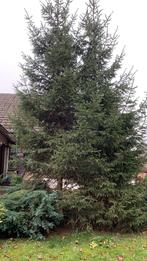 Grote Kerstboom te koop, Tuin en Terras, Planten | Bomen, Ophalen of Verzenden, Winter, Overige soorten, 400 cm of meer