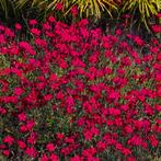 Zaden Steenanjertje roze/rood, Tuin en Terras, Bloembollen en Zaden, Verzenden, Volle zon