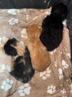 kitten zoekt forever home, Dieren en Toebehoren, Katten en Kittens | Overige Katten, Poes