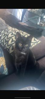 Lieve poes te koop, Dieren en Toebehoren, Katten en Kittens | Dekkaters, 0 tot 2 jaar