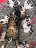 SPOED!!! Superlieve buitenkatten zoeken een nieuw huisje, Kater, Kortharig, 6 jaar of ouder