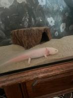 Axolotl, Overige soorten, 0 tot 2 jaar