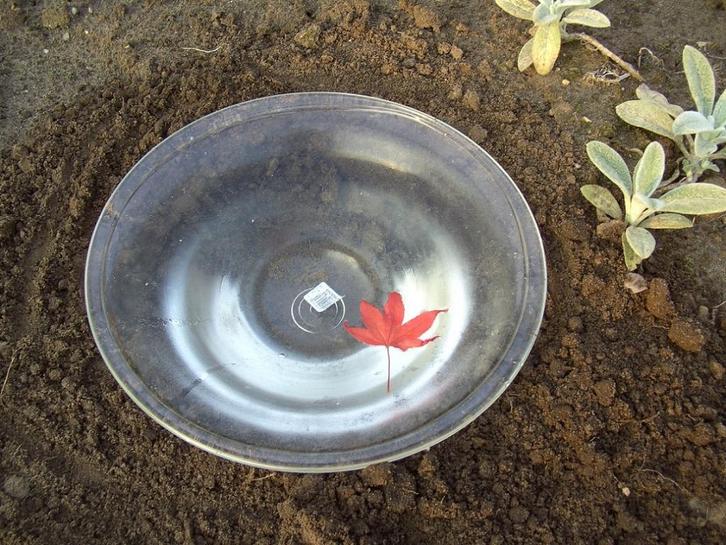 SCHAAL GLAS VOOR DECO BIJV WATERPLANT IN TE LATEN DRIJVEN, Tuin en Terras, Vogelhuisjes en Vogelbaden, Nieuw, Ophalen of Verzenden