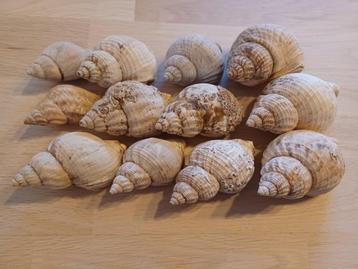 Wulk schelpen 12 stuks beschikbaar voor biedingen
