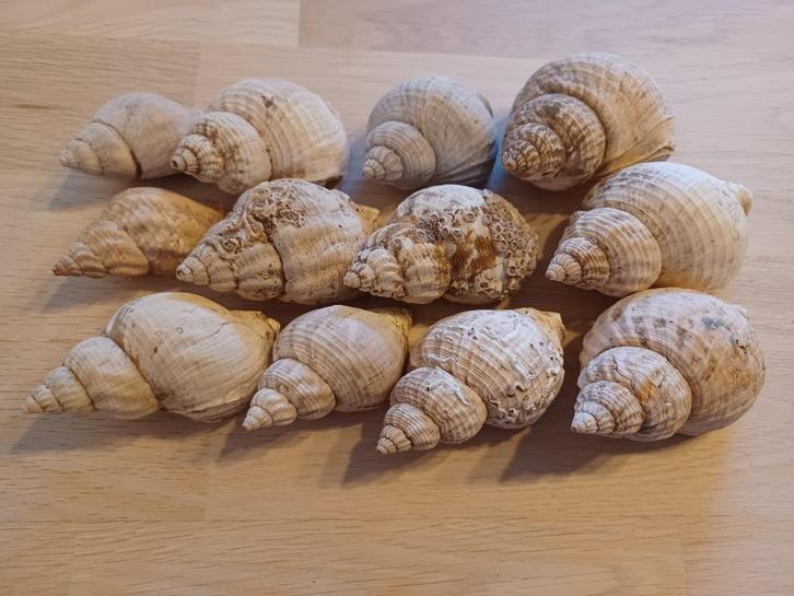 Wulk schelpen 12 stuks, Verzamelen, Mineralen en Fossielen, Schelp(en), Ophalen of Verzenden