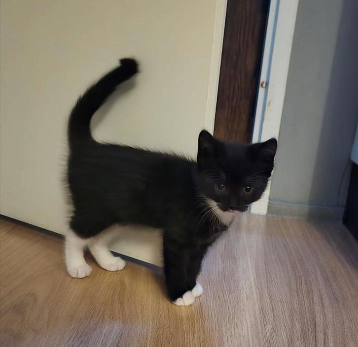 Twee kittens samen (Zwarte / Zwart en wit), Dieren en Toebehoren, Katten en Kittens | Raskatten | Korthaar, Meerdere dieren