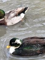 Kwaker, Dieren en Toebehoren, Pluimvee, Mannelijk, Eend