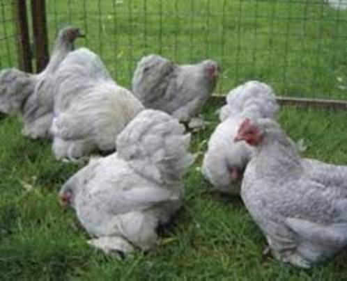 Cochin krielkippen in mooie kleuren., Dieren en Toebehoren, Pluimvee, Kip, Vrouwelijk