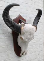 Grote zware schedel AUSTRALISCHE WATERBUFFEL op schild, Verzamelen, Dierenverzamelingen, Ophalen, Zo goed als nieuw, Wild dier