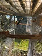 Kweekstel met nog 1 jong, Dieren en Toebehoren, Vogels | Parkieten en Papegaaien