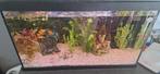 Aquarium met vis, Dieren en Toebehoren, Ophalen, Zo goed als nieuw, Gevuld zoetwateraquarium