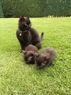 Boerderij kittens, Dieren en Toebehoren