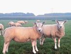 Luxe ooilammeren, Dieren en Toebehoren, Vrouwelijk, Schaap, 0 tot 2 jaar