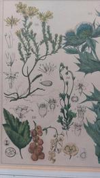 Twee oude Botanische illustraties, ingelijst, Antiek en Kunst, Kunst | Etsen en Gravures, Ophalen of Verzenden