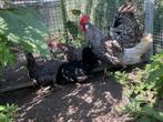 Toom friese kriel, Dieren en Toebehoren, Pluimvee, Meerdere dieren, Kip