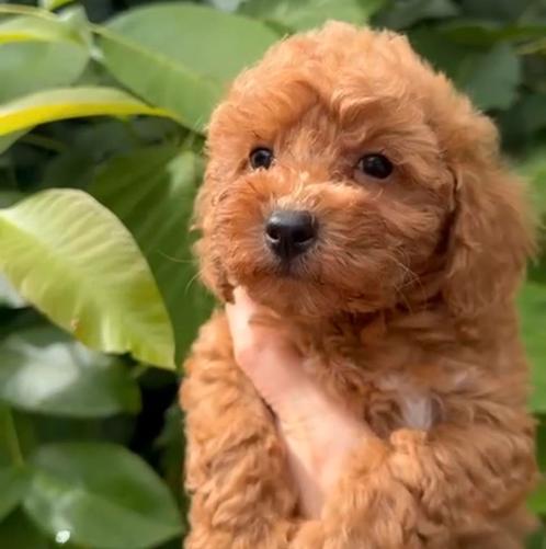 Dwerg poedels teefjes 1500€, Dieren en Toebehoren, Honden | Chihuahua's en Gezelschapshonden, Meerdere dieren, Poedel, Fokker | Professioneel
