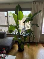 Strelitzia Nicolai (Paradijsvogelplant) (Groot!), Huis en Inrichting, Kamerplanten, Ophalen, 200 cm of meer, Overige soorten, Volle zon