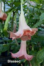 Brugmansia stekken, Tuin en Terras, Ophalen of Verzenden, Overige soorten, Volle zon