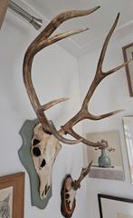 Hertengewei en schedel op houten plaat, Ophalen, Gebruikt