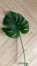 Kunstof blad van plant, Huis en Inrichting, Kamerplanten, Ophalen of Verzenden, Halfschaduw, Minder dan 100 cm