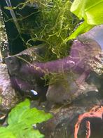 Java mos, Dieren en Toebehoren, Vissen | Aquaria en Toebehoren, Ophalen of Verzenden, Plant(en), Steen of Hout