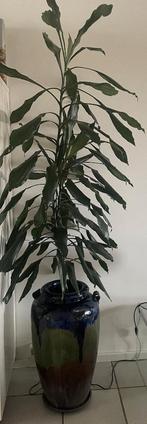 Donkergroene kamerplant op hydrocultuur, 150 cm, Dracena, Ophalen, 100 tot 150 cm, Overige soorten, Halfschaduw