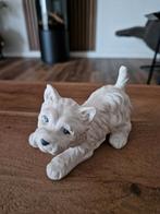 West Highland White Terrier (Westie), Ophalen of Verzenden, Dier