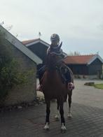 Te koop: New forest stermerrie!!, Dieren en Toebehoren, Pony's, Merrie, 3 tot 6 jaar, D pony (1.37m tot 1.48m), Met stamboom