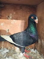 Vrouwelijke duif uit 2025 te koop